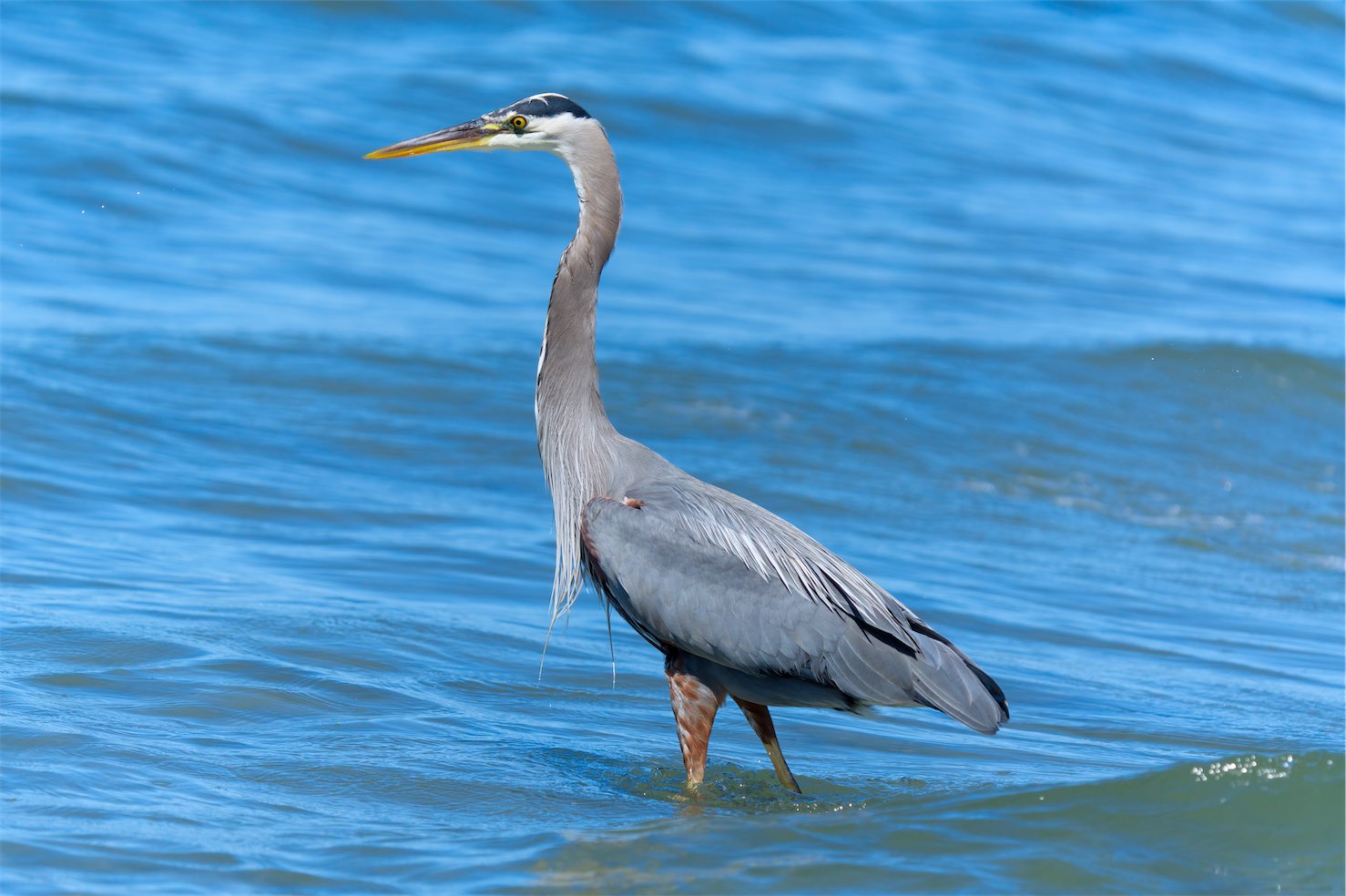 Heron 4